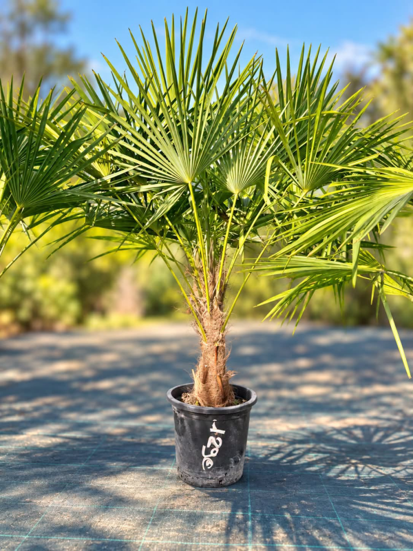 🌴🔥 PALMIER TRACHYCARPUS FORTUNEI  !!! 🔥🌴