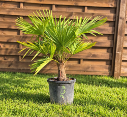 🌴🔥 PALMIER TRACHYCARPUS FORTUNEI  !!! 🔥🌴
