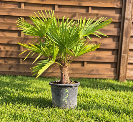 🌴🔥 PALMIER TRACHYCARPUS...