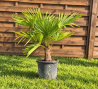 🌴🔥 PALMIER TRACHYCARPUS FORTUNEI  !!! 🔥🌴