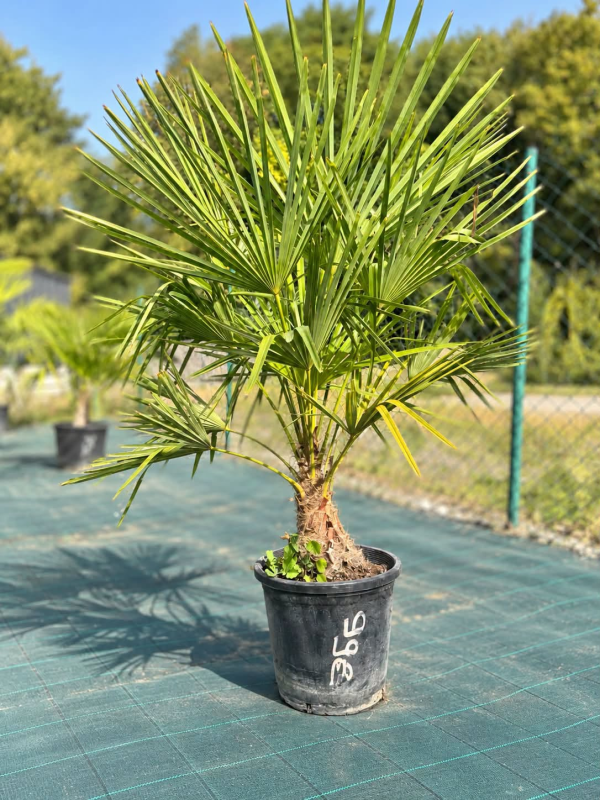 🌴🔥 PALMIER TRACHYCARPUS FORTUNEI  !!! 🔥🌴