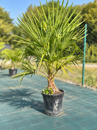 🌴🔥 PALMIER TRACHYCARPUS...
