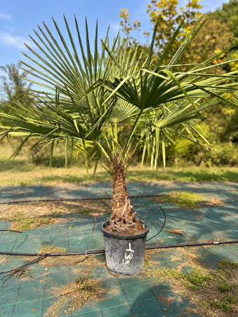 🌴🔥 PALMIER TRACHYCARPUS...