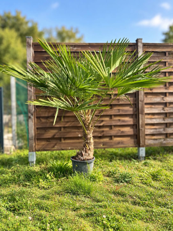 🌴🔥 PALMIER TRACHYCARPUS...