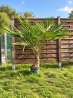 🌴🔥 PALMIER TRACHYCARPUS FORTUNEI  !!! 🔥🌴