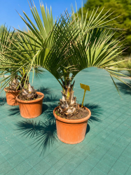 PALMIERS BUTIA CAPITATA ! 😱🔥