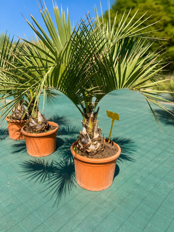 PALMIERS BUTIA CAPITATA ! 😱🔥
