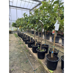 SUPERBES AGRUMES orangers , citronniers , mandariniers, main de bouddha