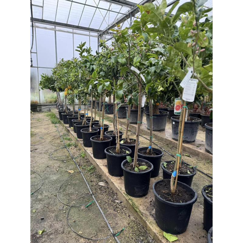 SUPERBES AGRUMES orangers , citronniers , mandariniers, main de bouddha