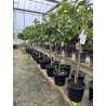SUPERBES AGRUMES orangers , citronniers , mandariniers, main de bouddha